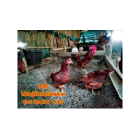 ราคา ชุด 5 ฟอง แถม 1ฟอง ไข่เชื้อไก่พันธุ์ไข่สายโรดแดง พันธุ์โรดไอส์แลนด์เรด (21508580497)