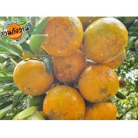 ราคา 10แถมอีก1KG คละเบอร์ 5 6 7 11KG ส้มสายน้ำผึ้ง ผิวติดลาย ไซส์ใหญ่ (19267195764)