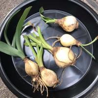 ราคา 3 หัว ว่านพญาลิ้นงู ว่านนาคี หรือว่านงู ว่านเขี้ยวงู กันงูเข้าบ้าน Hedyotis corymbosa Lamk หัวสด ใช้เพาะปลูกได้ (21594039483)