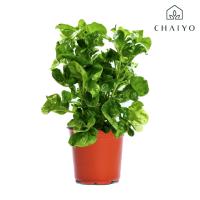 ราคา ต้นวอเตอร์เครสฮาวาย ออร์แกนิค WATER CRESS HAWAII กระถาง 4 นิ้ว (21418993066)