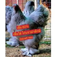 ราคา เชื้อไข่ ไก่ยักษ์ บราม่า สีเกย์ หรือสีเทา สายพันธุ์ต่างประเทศไก่ที่ใหญ่ที่สุดในโ (21691066738)