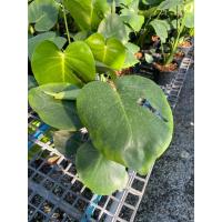 ราคา ต้นมอนสเตอร่าไจแอนท์ กระถาง 6 นิ้ว (21665161915)