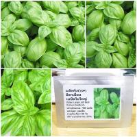 ราคา 1 Kg กิโลกรัม เมล็ดพันธุ์ อิตาเลี่ยน เบซิลใบใหญ่ Italian Large Leaf Basil Seed (21518040214)