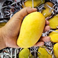 ราคา มะม่วงอกร่องโบราณ ของแท้สามพราน ปลูกในท้องร่อง หวาน หอม อร่อย (20817303754)