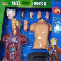 ราคา โมเดลร่างกาย Human Torso โมเดลส่วนประกอบร่างกาย (5949132883)