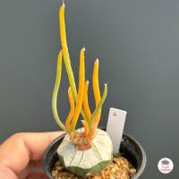 ราคา คาปุดเมดูซ่าด่าง Astrophytum Caput Medusae variegata แคคตัส กระบองเพชร cactus succulent (17416926529)