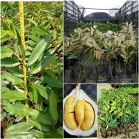 ราคา ต้นทุเรียน ต้นทุเรียนมูซังคิงส์ มูซังคิง ทุเรียนเบตง สายพันธุ์แชมป์จากประเทศมาเลเซีย ปลูกง่าย จัดส่งพร้อมถุง 6 นิ้ว (20981231172)