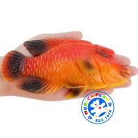 ราคา Munich Play โมเดล Humphead Wrasse ปลานกขุนทอง ส้ม ขนาด 16 30 CM จากหาดใหญ่ (13092273691)