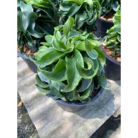 ราคา ต้นวาสนาเก้าชั้น วาสนาหมุนเงิน ต้นไม้มงคล กระถาง 6 8 นิ้ว (21759194687)