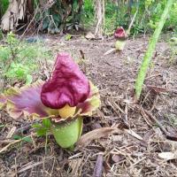 ราคา Amorphophallus Paeoniifolius Nicolson บุกคางคก บุกคุงคก เบีย เบือ มันซูรัน หัวบุก บุกคางคก บุกหนาม บุกหลวง หมอ ยวี จวี๋ ยั่ว หมอยื่อ หัวหน่อใหญ่หายาก ขนาด 350 500กรัมต่อหัว (21008866082)
