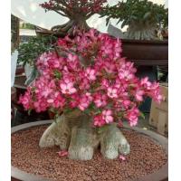 ราคา ต้นชวนชม ชวนชมไม้โขด สะสม ชวนชมอราบิคั่มคอมแพค ไม้ในกระถาง 6 นิ้ว (21475031307)