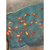 ราคา ปลาหางนกยูง คัดเกรด แถม อาหารปลาหางนกยูง ทุกกล่อง รับประกันตลอดการจัดส่ง 14 (21491663727)