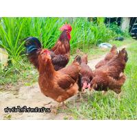 ราคา ไข่เชื้อสำหรับฟัก ไก่ไข่โร๊ดไอส์แลนด์เรด ชุด5ฟอง แถม2ฟอง (20518141254)