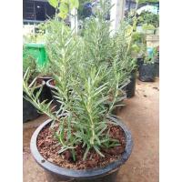 ราคา ต้นพันธ์ุโรสเมรี่กระถาง8นิ้ว ต้นโรสเมรี่มี สมุนไพรฝรั่ง ผักสวนคร้ว (1972494111)