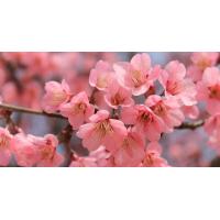 ราคา หัวน้ำหอมกลิ่นซากุระ หัวน้ำหอมแท้100 หัวน้ำหอมใส่สบู่ หัวน้ำหอมใส่ครีม ใส่โลชั่น ขนาด30ML 100ML (19452229370)