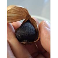 ราคา กระเทียมโทนดำแบบมีเปลือก แพ็ค 1 กิโล หวาน หนึบ อมเปรี้ยวนิดๆ อร่อย (21467404134)