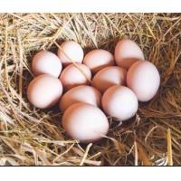 ราคา ไก่เหลืองหางขาวสายประกวดพันธุ์ดั้งเดิมพิษณุโลก แม่หัวหงอกสร้อยทองสายดั้งเดิมนครศรีธรรมราช (21697077741)