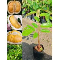 ราคา ต้นทุเรียนหนามดำ แบบเสียบยอด ทุเรียนหนามดำ หรือทุเรียนโอวฉี เป็นทุเรียนที่มีทรงผลสวย เปลือกบาง เมล็ดเล็กและลีบ เนื้อสุกเป็นสีเหลืองอมส้ม เนื้อละเอียดเนียน รสชาติหวานมัน มีกลิ่นหอมเป็นเอกลักษณ์เฉพาะตัว