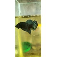 ราคา ปลากัดหม้อมาเล100 ส ปลากัดฟร์าม สงขลาสายกัด (21482117629)