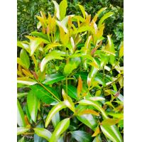 ราคา ใบชะมวง 1 กิโล ใบชะมวงสด ยอดชะมวง ใบมวง ส้มมวง สำหรับ ต้มกระดูกหมู ต้มเนื้อ ต้มไก่ เปรี้ยวถึงใจ ได้รสชาติปักษ์ใต้แท้ (21755280695)