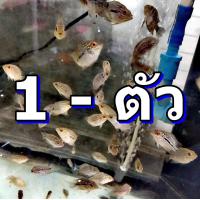 ราคา ลูกปลาหมอสี ฟลาวเวอร์ฮอร์น ขนาด 2 นิ้ว ยิ่งนานวัน ไซส์ยิ่งขยับขึ้น ราคาก็จะขึ้นตามครับ (21652652828)