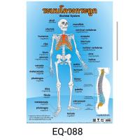 ราคา ระบบโครงกระดูก EQ 0 8 8 โปสเตอร์สื่อการสอน หุ้มพลาสติก ขนาด 50 70 cm (18993940547)