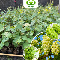 ราคา องุ่นพันธุ์ไชน์มัสแคทเกาหลี เป็นไม้พุ่มเลื้อย ต้นกล้าแบบติดตา ความสูง 40 60ซม องุ่นสีเขียว อร่อย กรุบกรอบ และหวาน (21575790092)
