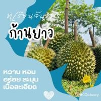 ราคา ส่งฟรี ทุเรียน ทุเรียนก้านยาว ทุเรียนจันทบุรี เนื้อเนียนละเอียด รสชาติหวานมันละมุน มีรับประกัน อ่อน เน่า เสีย เคลมให้ (20912063435)
