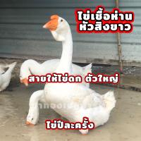 ราคา ไข่เชื้อ ไข่สำหรับฟักห่านหัวสิงโตขาว สายมีพลู มีอก ห่านสวยงาม สายพันธุ์ดีมากๆ ไข่ปีละครั้ง พ่อแม่สวยฟอร์มดี (17275728107)