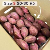 ราคา ถูกที่สุด ยกลัง5 กิโลกรัม มันหวานญี่ปุ่นสายพันธุ์ Silk sweet ปลูกไทย เนื้อเหลือง หอมหวาน อร่อย สินค้าเคลมได้ (21716209848)