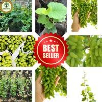 ราคา องุ่นนิ้วแม่มดสีเขียวออสเตรเลีย ต้นกล้าเสียบยอด พันธุ์ดี ออกผลหลังจากปลูก 8 เดือน องุ่นไร้เมล็ด หวานเข้ม หอม กรอบ (21586451542)