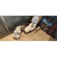 ราคา ราคาต่อ 4ฟอง ไข่เชื้อไก่ซิลกี้ สำหรับฟัก ใช้ตู้ฟักไข่ (9581401031)