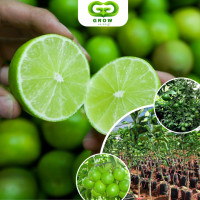 ราคา มะนาวไร้เมล็ดอเมริกัน ต้นเสียบยอด สูง 80 100ซมมะนาว ให้ผลผลิตสูง มีน้ำเยอะ (21516676074)