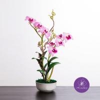 ราคา Handitop HAAR160006 Dendrobium1 PK แจกันดอกกล้วยไม้ปลอม หวายเดนโครเบียมสีชมพู 2 ช่อในแจกันเซรามิคสีขาว สำหรับตกแต่งหรือเป็นของขวัญของที่ระลึก (100017708)