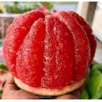 ราคา ส้มโอ ขนาด1 6 2 kg ส้มโอทับทิมสยาม ทับทิมสยาม หวานอร่อย สินค้าคัดพิเศษ (21431912006)