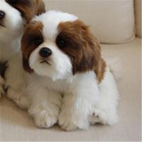 ราคา 9 Kinds Dog Simulation Bichon Frise Plush Dog Toy Super Cute Likelife Corgi Dog Doll Stuffed Animal Maltese Dog Puppy Pets Toys (13488708447)