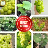 ราคา ต้นองุ่นพันธุ์ไชน์มัสแคทเกาหลี ต้นกล้าเสียบยอดพันธุ์ดี องุ่นไร้เมล็ด หวาน กรอบ หอม เก็บเกี่ยวผลผลิตหลังจากปลูก 2 3 ปี (21586362383)