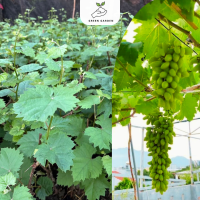 ราคา องุ่นนิ้วมือเขียว องุ่นนิ้วมือเขียว ต้นทาบสูง 40 60 ซม ไม้เลื้อย ผลไม้กรอบไร้เมล็ด (21462405354)