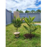 ราคา ต้นไม้มงคล ไม้ยืนต้นให้ล่มเงา ต้นล่ำซำ ไม้มงคลฟอร์มสวย สูง 50 70ซม เสริมความเจริญรุ่งเรือง สวยเหมือนไม้ ขุดล้อม ราคาถูกสุดๆ พร้อมส่ง (19238182951)