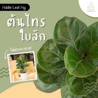 ราคา Treeno 9 T2 ไทรใบสัก ต้นกลาง กระถางสวย Fiddle Leaf Fig กระถาง 8 นิ้ว สูง 60 70 ซม ไม้ประดับ ไม้มงคลไม้ฟอกอากาศ (21548255317)