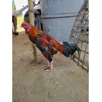 ราคา ไข่ไก่ชน พม่าตีนหน้า เชิง ขายเป็นชุดชุดละ 5 ฟอง รับประกันระหว่างคนส่งแตกส่งให้ฟรี (16143754203)