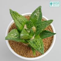 ราคา อริโอคาปัส ฟิชชู Ariocarpus Fissuratus Rare item No 3 (21726720352)
