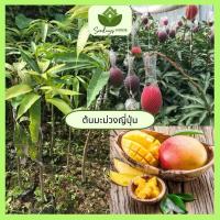 ราคา ต้นมะม่วงญี่ปุ่น ต้นที่ทาบกิ่ง สูง 60 80 ซม มะม่วงญี่ปุ่น มีขนาดใหญ่ ผิวสีแดง (20879281852)