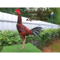 ราคา ไข่ไก่ชนพม่า เหล่า ส มีสุวรรณ 100 รับประกันเชื้อ ส่งด่วน (18244682962)