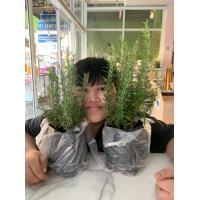 ราคา แพคคู่ ราคาพิเศษ Rosemary โรสแมรี่ ต้นพันธุ์จากโครงการหลวง กลิ่นหอมสดชื่น ใช้ประกอบอาหาร หรือเพาะพันธุ์ ตกแต่งเครื่องดื่ม ส่งแบบถุง 4 X8 โรสแมรี่ สมุนไพรฝรั่งซึ่งมีพุ่มเตี้ยทรงสวย ใบเรียวยาวและกลิ่นหอ