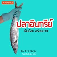 ราคา ปลาอินทรีย์ ไซส์ตัว 1 1 2 กิโล ปลาอินทรีย์หอม ร้านเราเค็มน้อย อร่อยมาก ทะเลอันดามัน ระนอง ขายดีสุด (21558291755)