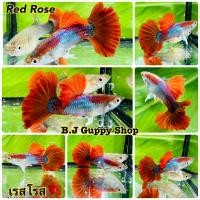 ราคา ปลาหางนกยูง HB เรดโรส แถม อาหารปลาหางนกยูง ไฮเกรด ทุกกล่อง (21366278802)