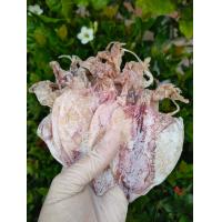 ราคา ปลาหมึกผ่า A6 ปลาหมึกแห้งถูก ปลาหมึกตากแห้ง เนื้อหวานไม่เค็ม ปลาหมึกแห้งถูก ปลาหมึกตากแห้งราคาถูก ปลาหมึกผ่า A6 ปลาหมึกทะเลเนื้อหวานไม่เค็ม ปลาทะเลตากแห้ง (16922003317)