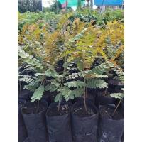 ราคา ต้นกัลปพฤกษ์20 40เซน ชุด10ต้นแถมฟรี1ต้น (21520350333)