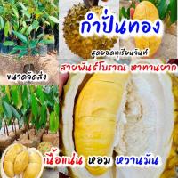ราคา ต้นทุเรียนสายพันธุ์กำปั่นทองเสียบยอดแท้ ตรงตามสายพันธุ์ สามารถปลูกได้ทันที จาก บ้านและสวน แม่สมใจ (21074342560)